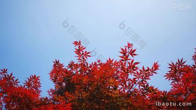 实拍红色枫叶植物树枝树叶